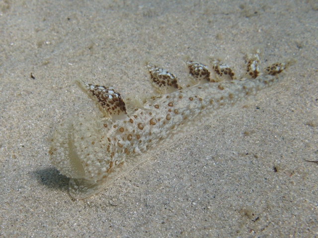 Mollusca - Melibe viridis (Kelaart, 1858)